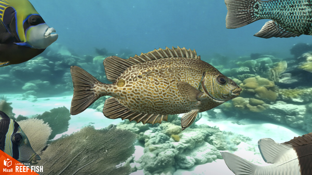 Reef fish - large pack