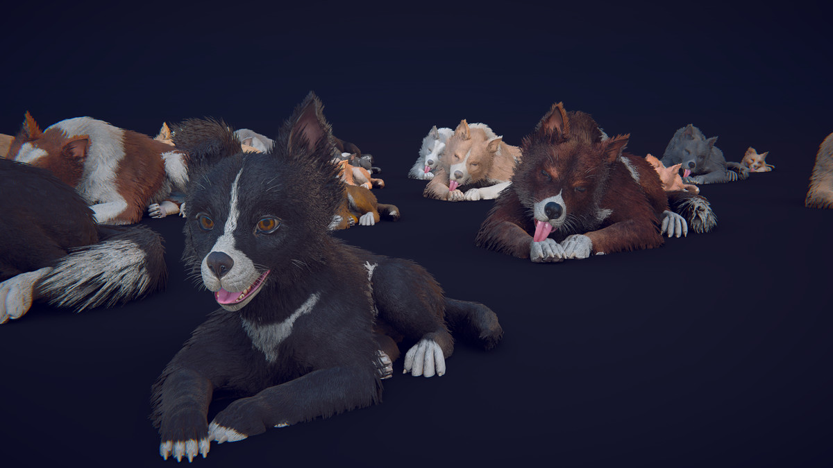 Skye the Border Collie (Dog)