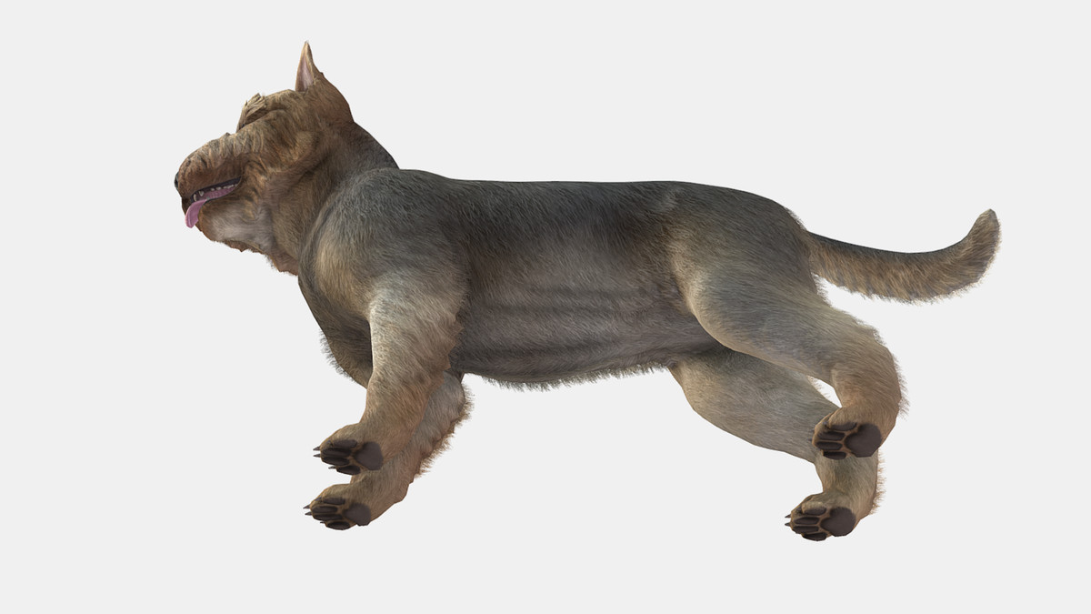 Dog - Yorkshire Terrier