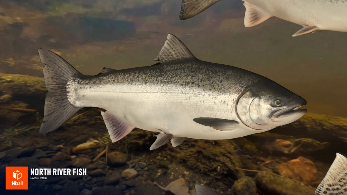 North river fish - large pack