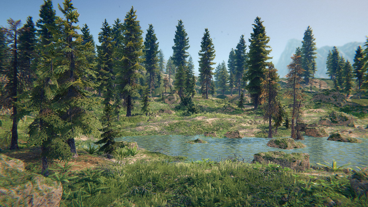 Spruce Forest