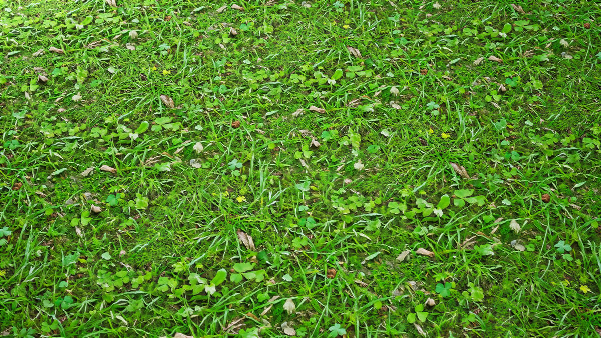 Realistic Materials - Forest Ground 2