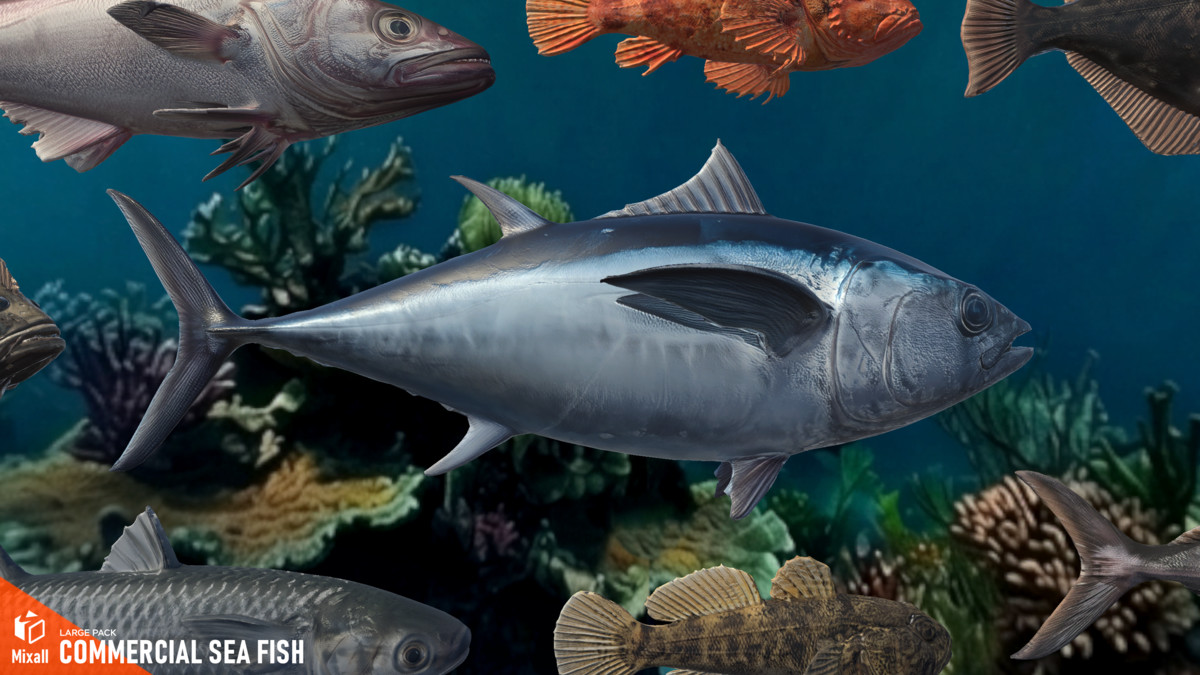 Commercial sea fish - large pack