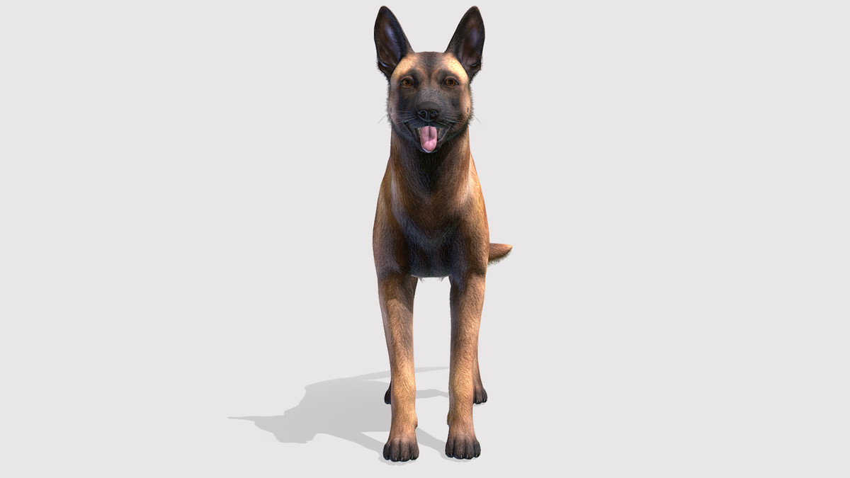 Dog - Belgian Malinois