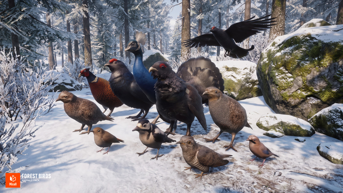 Forest birds - animals pack