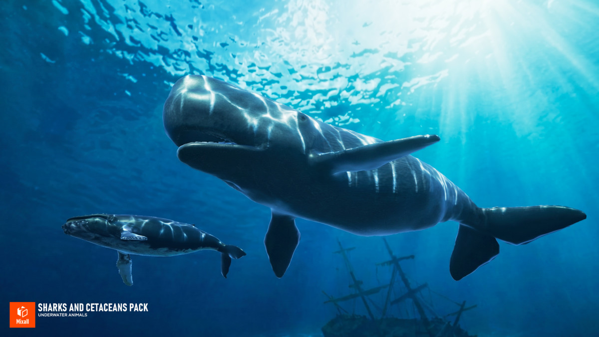 Sharks and Cetaceans Pack