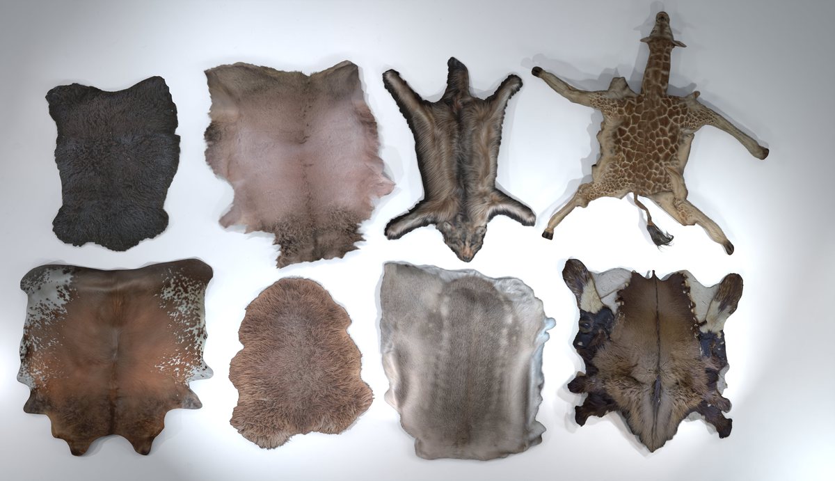 Animal pelts volume 4: giraffe, wolf, stag, reindeer, sheep, bull, bison 4k