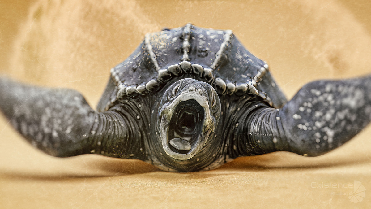 Crab - Coconut Crab - Mantis Shrimp - Sea Turtle - Nautilus - #70