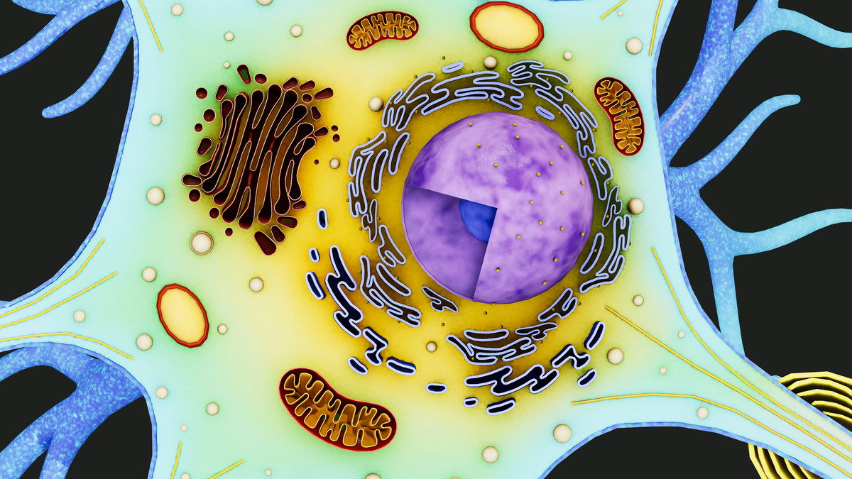 Neuron Nerve Cell -Cross Section