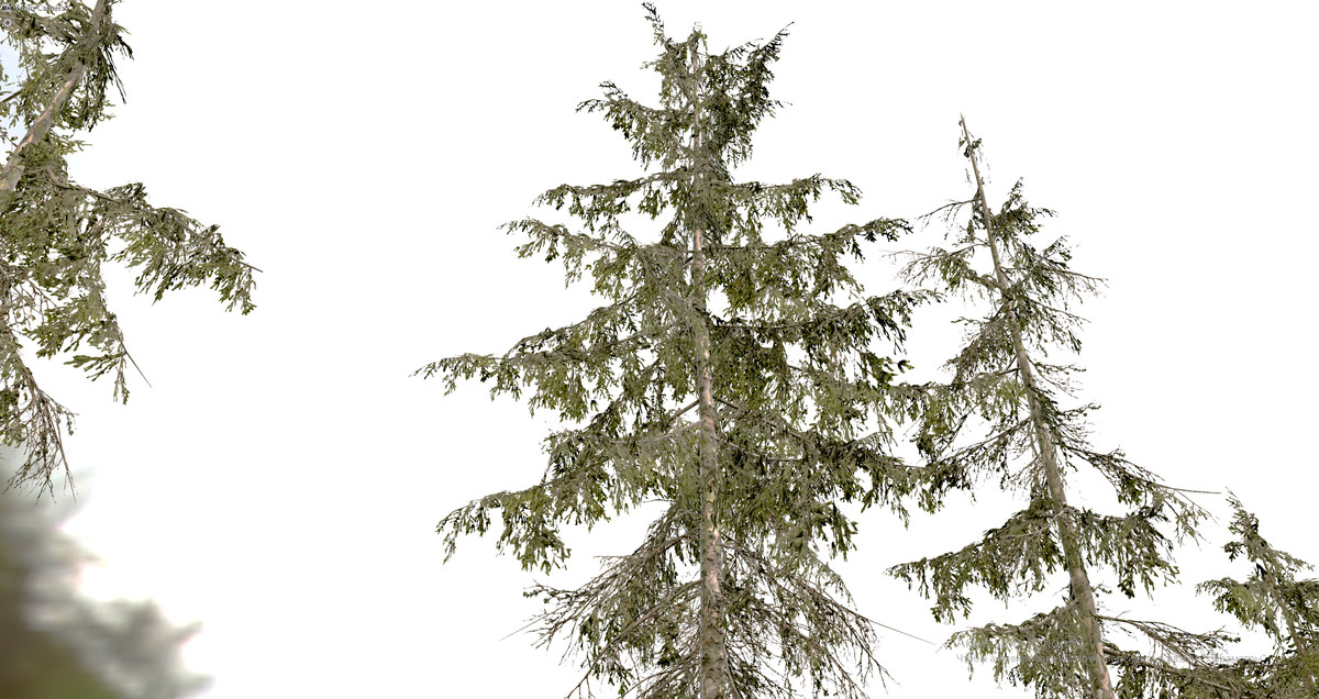 Spruce Trees