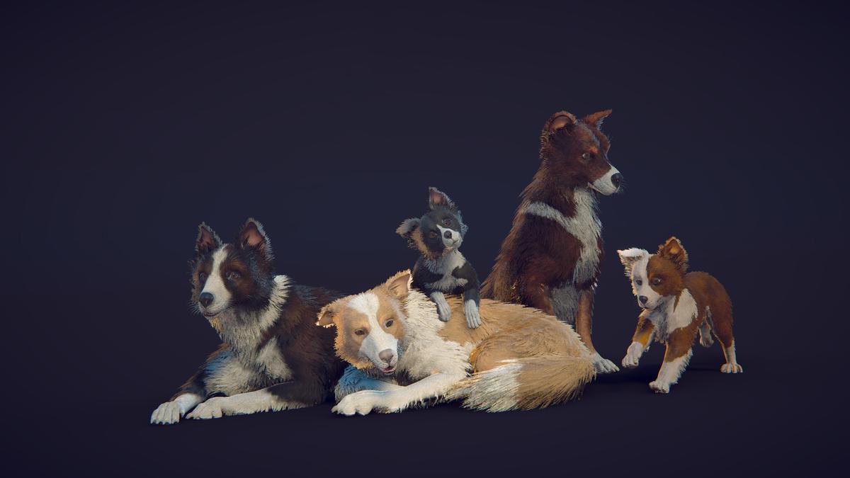 Skye the Border Collie (Dog)