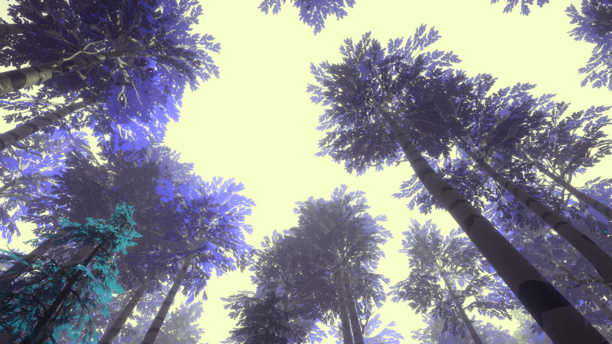Skog: Temperate