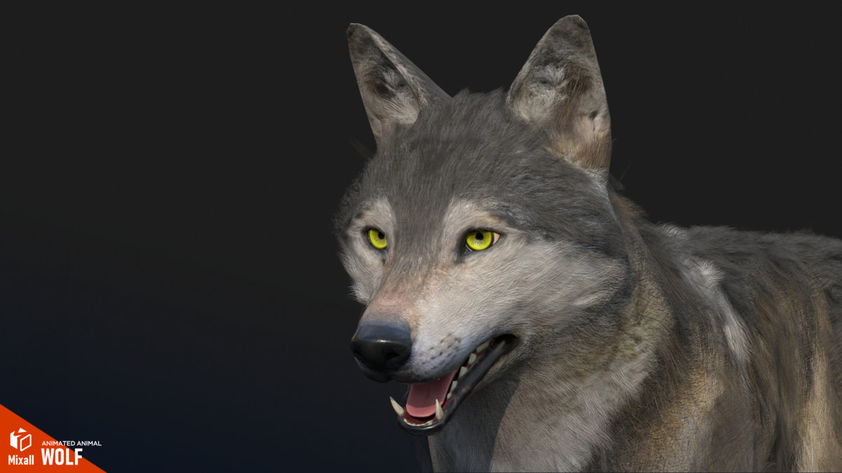 Wolf - animated animal