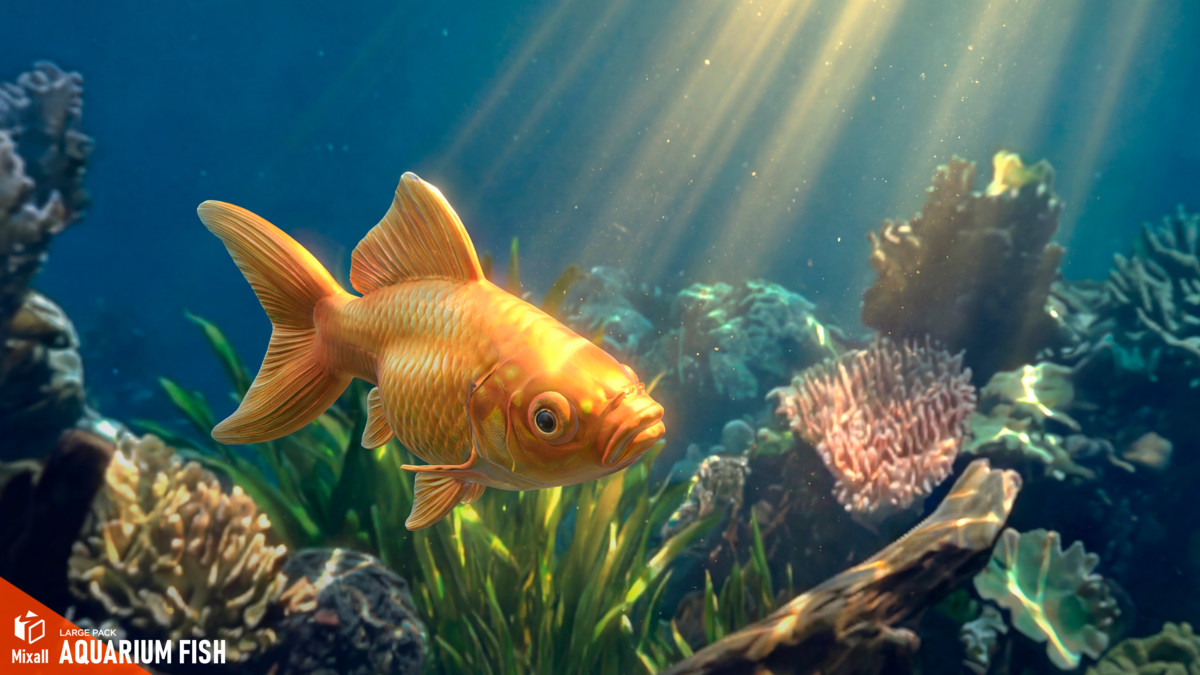 Aquarium fish - large pack