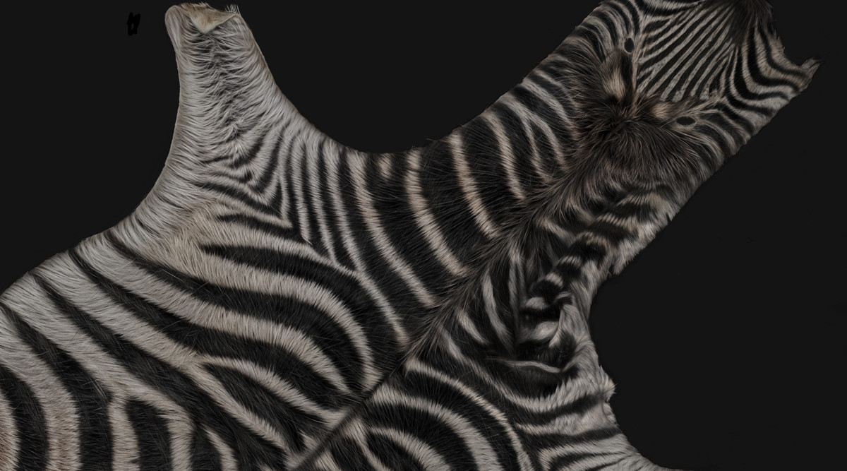 animal pelts volume two: cow, zebra, tiger, bear, deer, goat