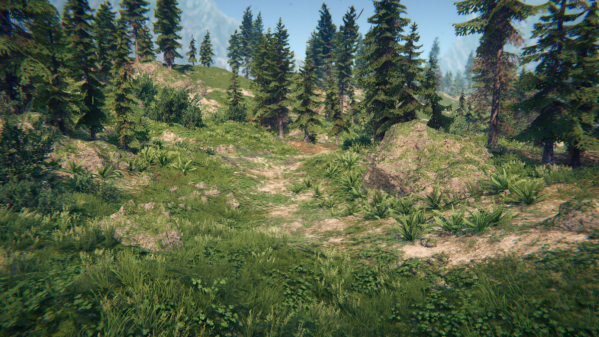 Spruce Forest