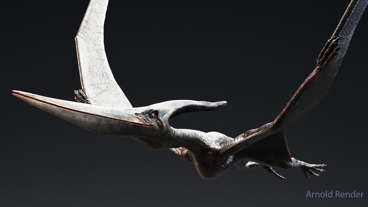 Dinosaur Pteranodon 179 Animations
