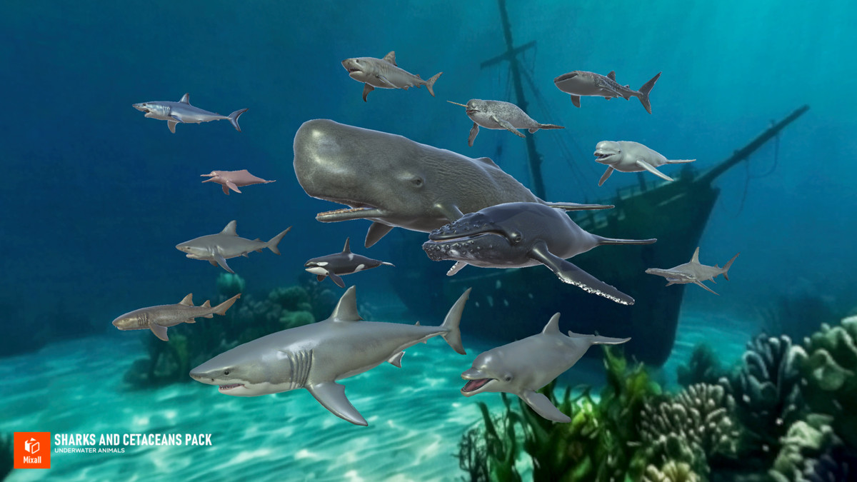 Sharks and Cetaceans Pack