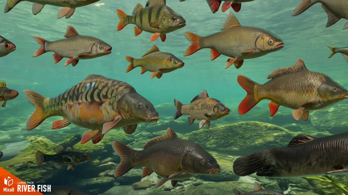 River fish - large pack