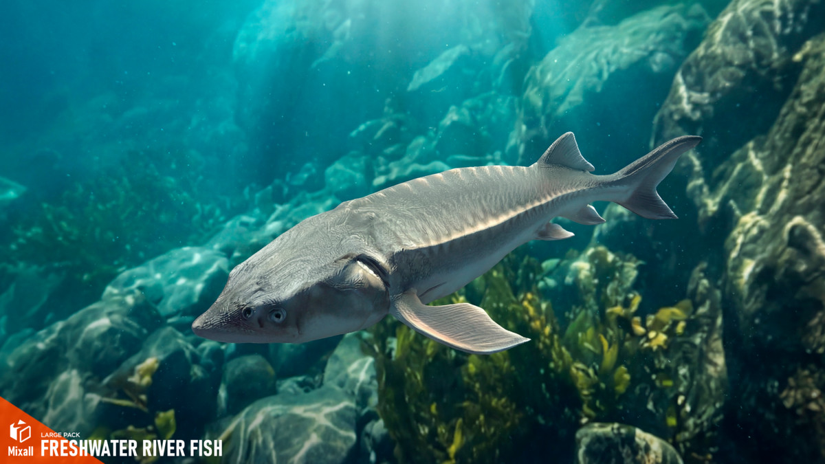 Freshwater river fish - large pack