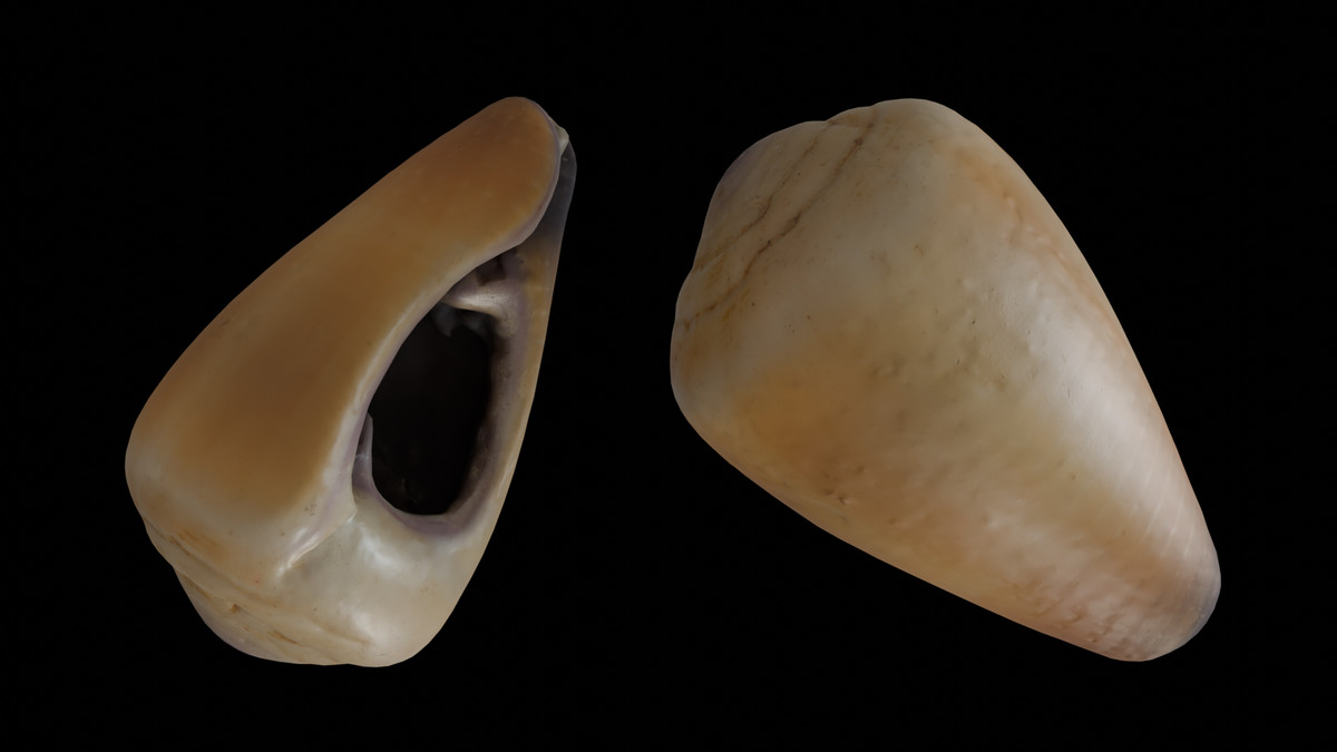SeaShells Pack Vol 3