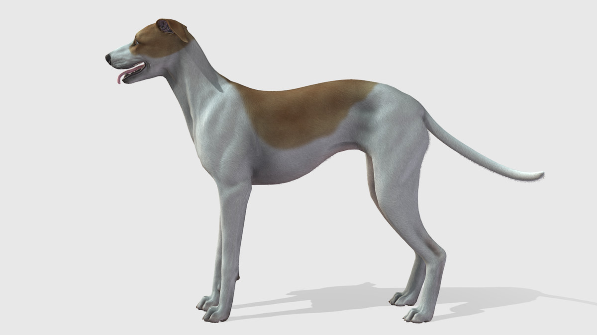 Dog -- Greyhound