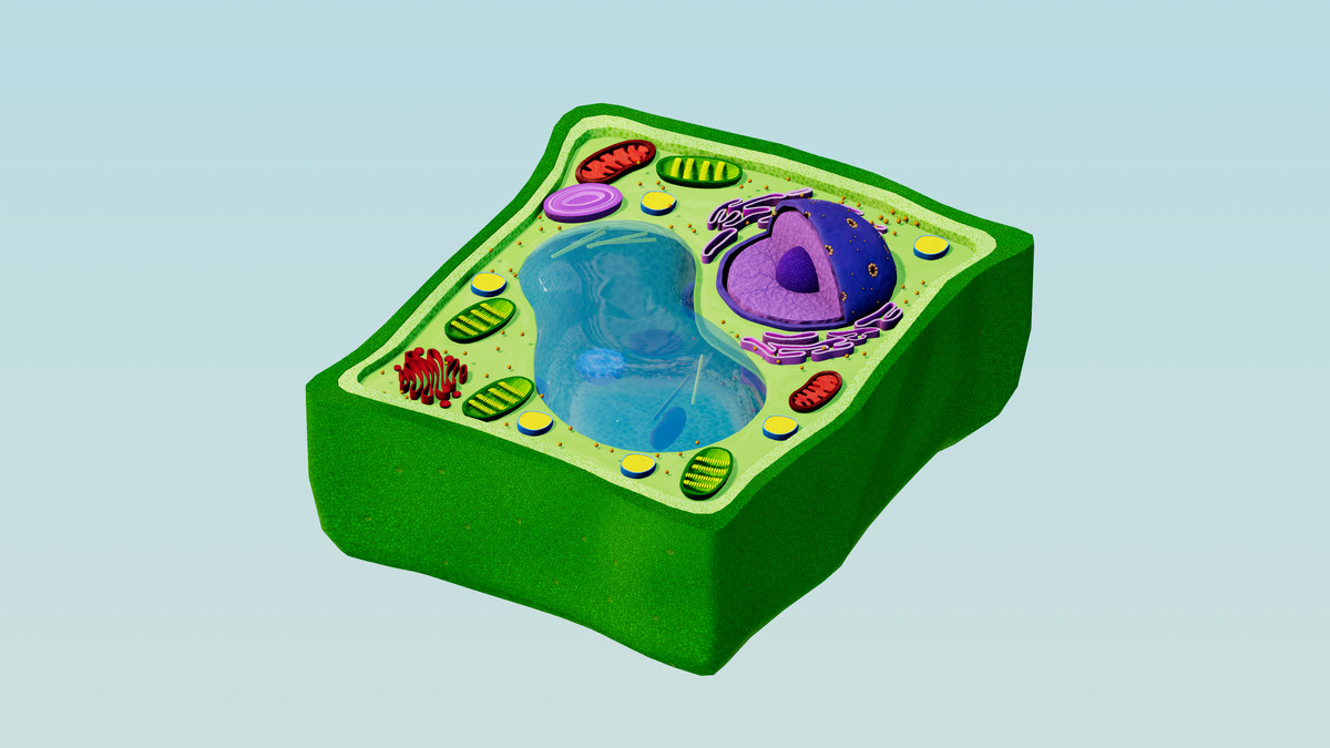 Eukaryotic Plant Cell - Cross Section