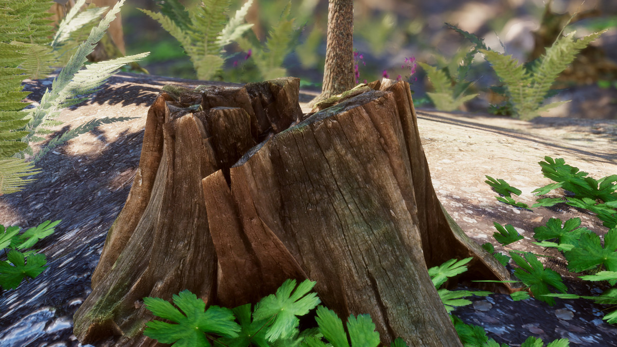 Mountain Forest Stumps