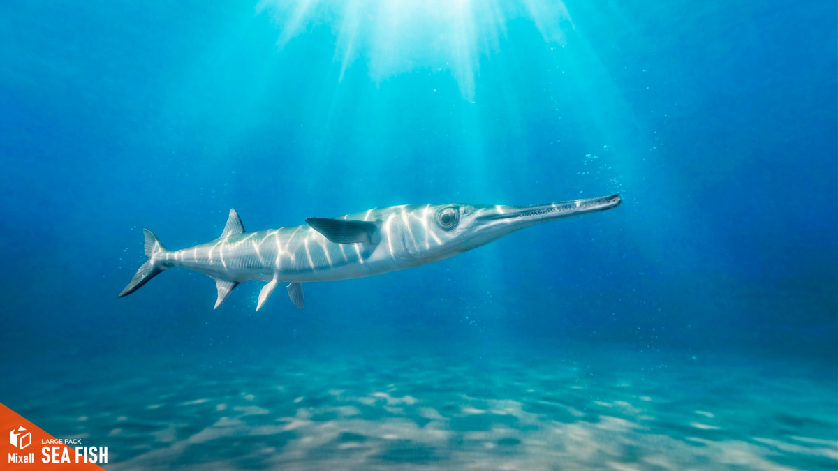 Sea fish - large pack