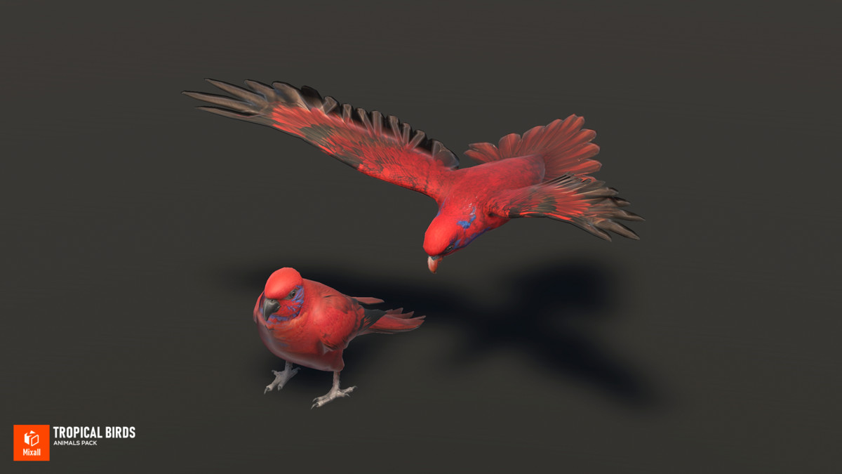 Tropical birds - animals pack