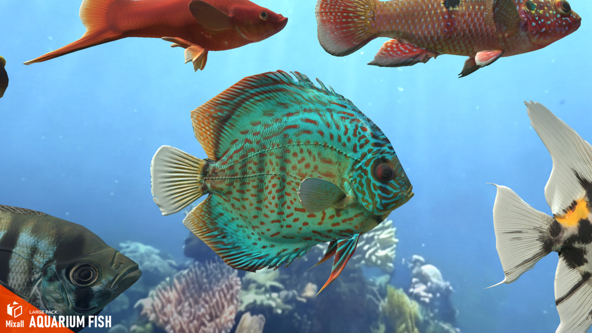 Aquarium fish - large pack