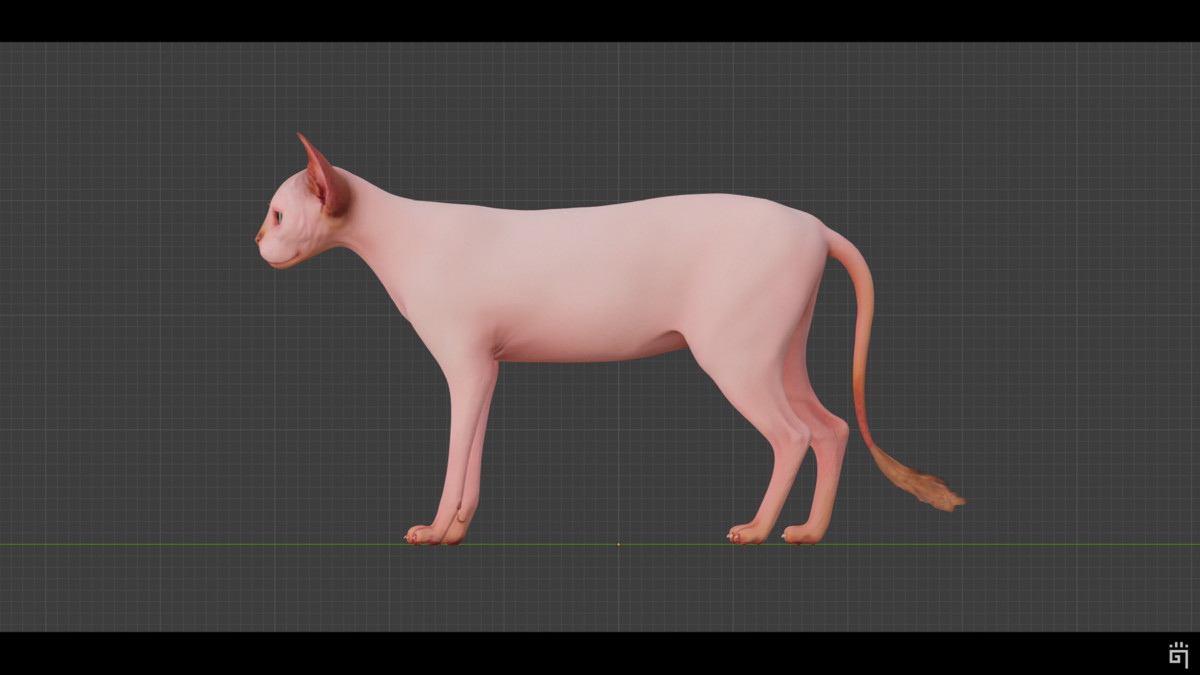 Sphynx Cat