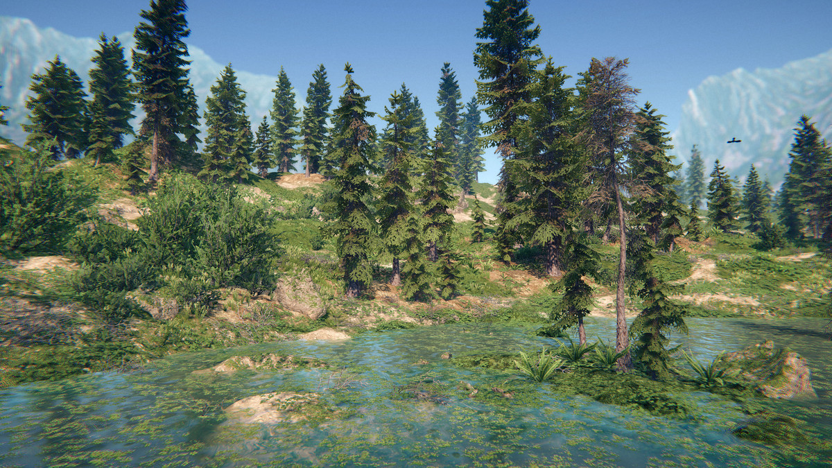 Spruce Forest