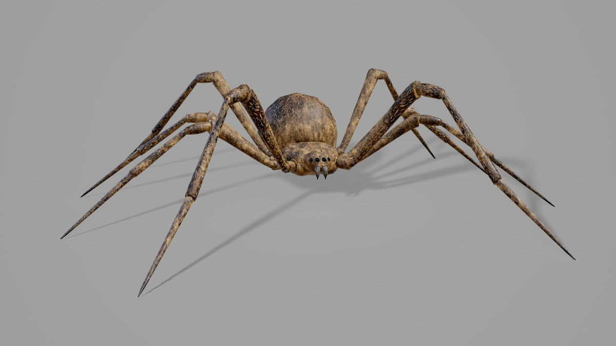Stylized Spider Creatures Pack