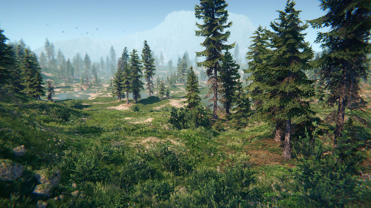 Spruce Forest