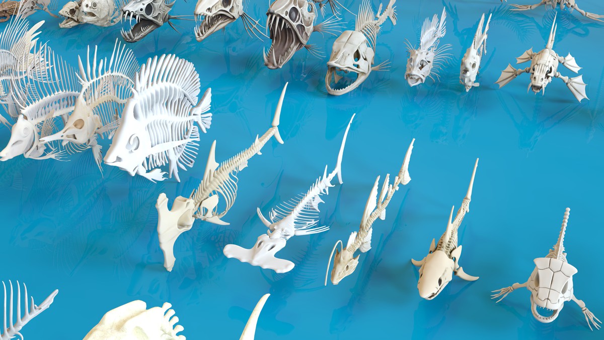 Fish and Underwater Creatures Skeleton Collection – Marine Bone 3D Asset Pack