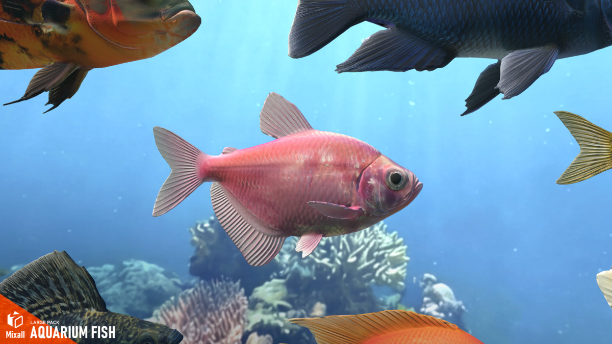 Aquarium fish - large pack
