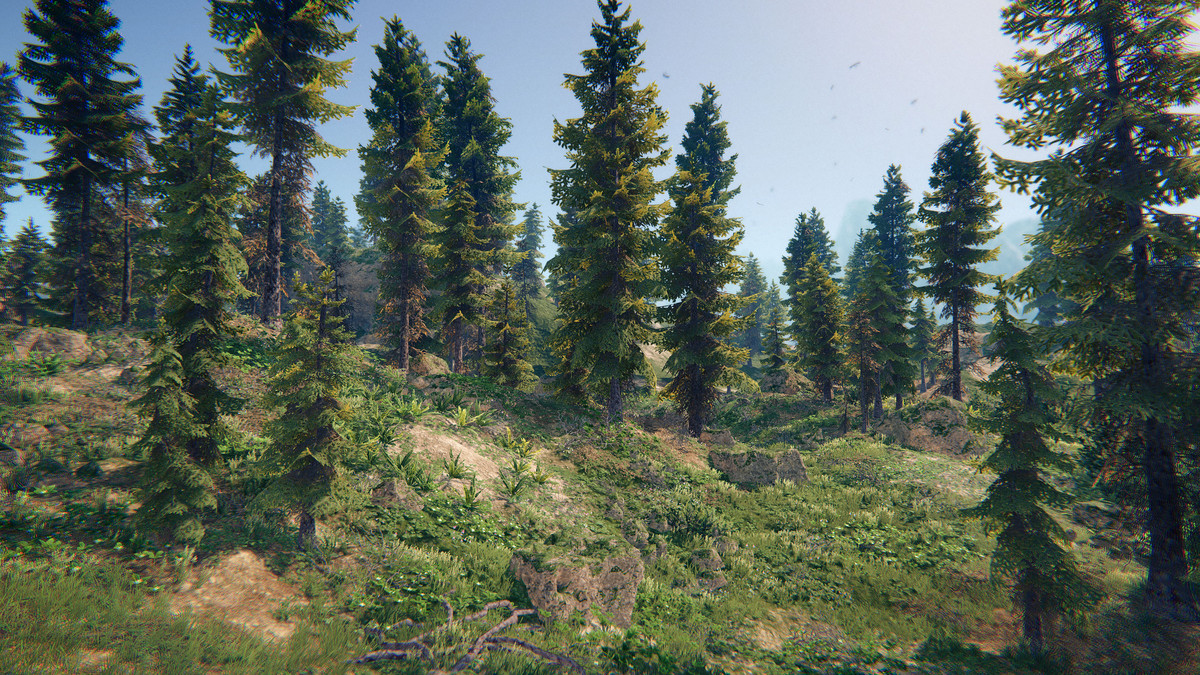 Spruce Forest