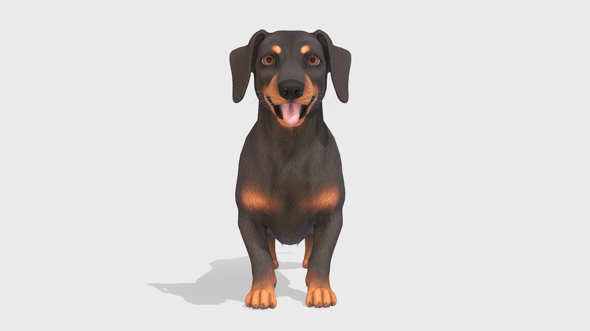Dog -- Dachshund