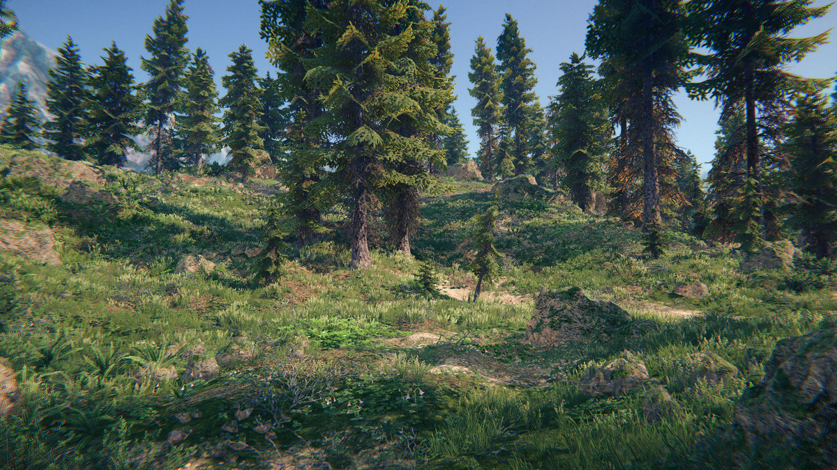 Spruce Forest