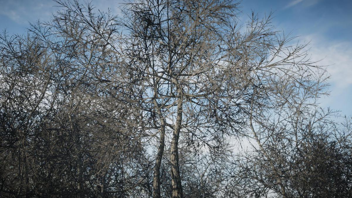 Winter Tree Bundle (Mobile)