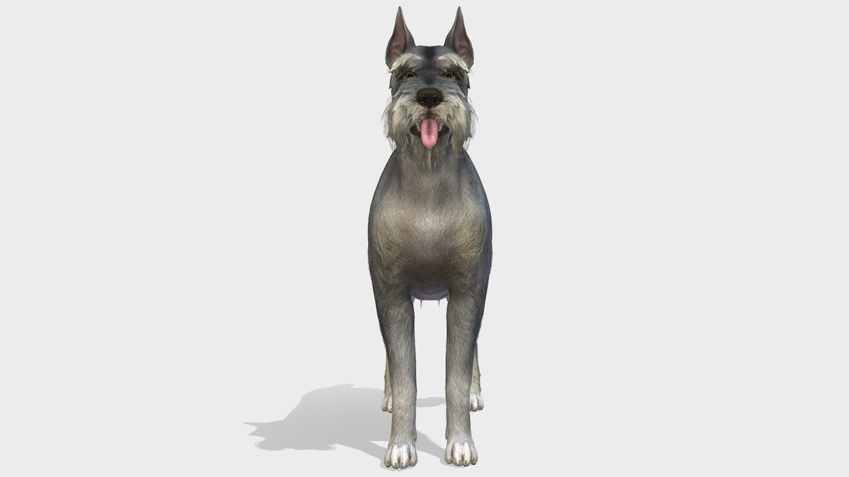 Dog - Schnauzer