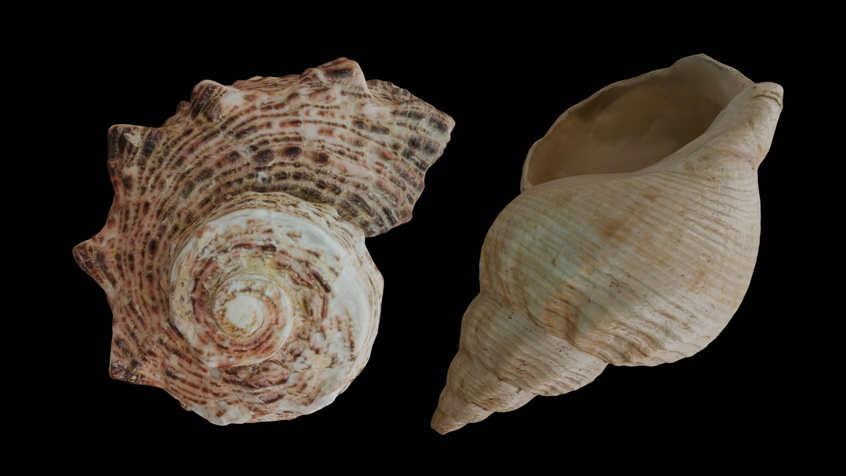 SeaShells Pack Vol 1