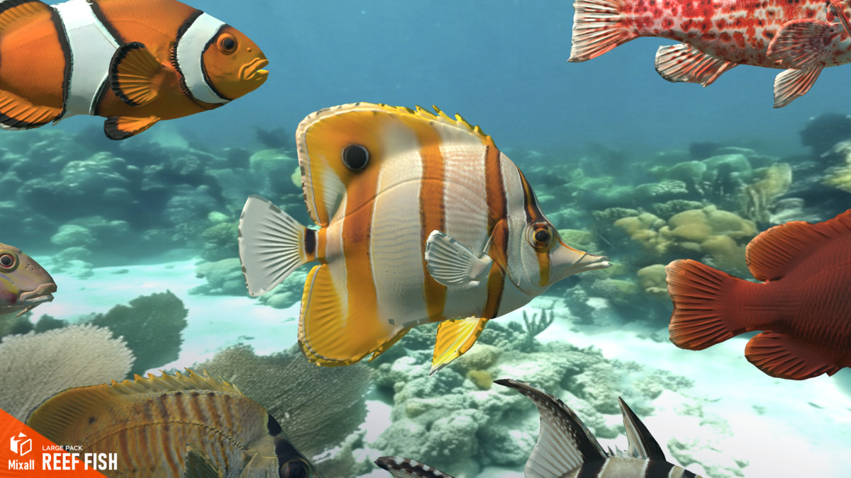 Reef fish - large pack