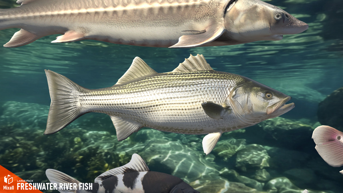 Freshwater river fish - large pack