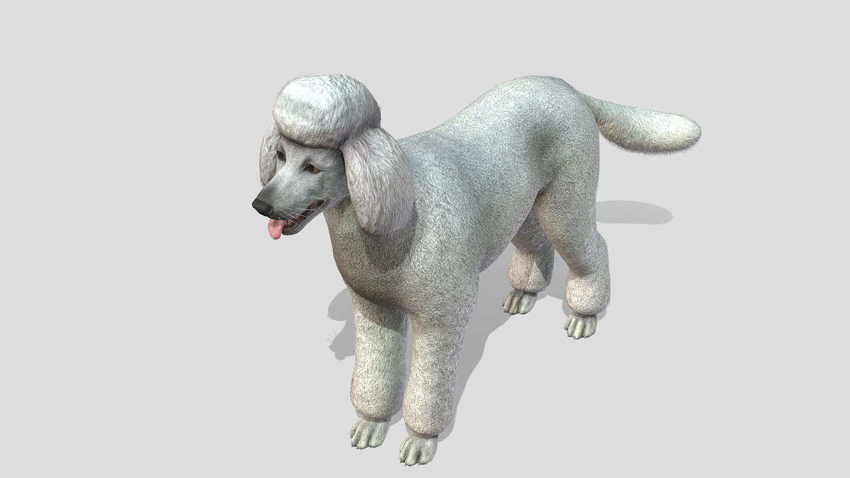 Dog - Poodle