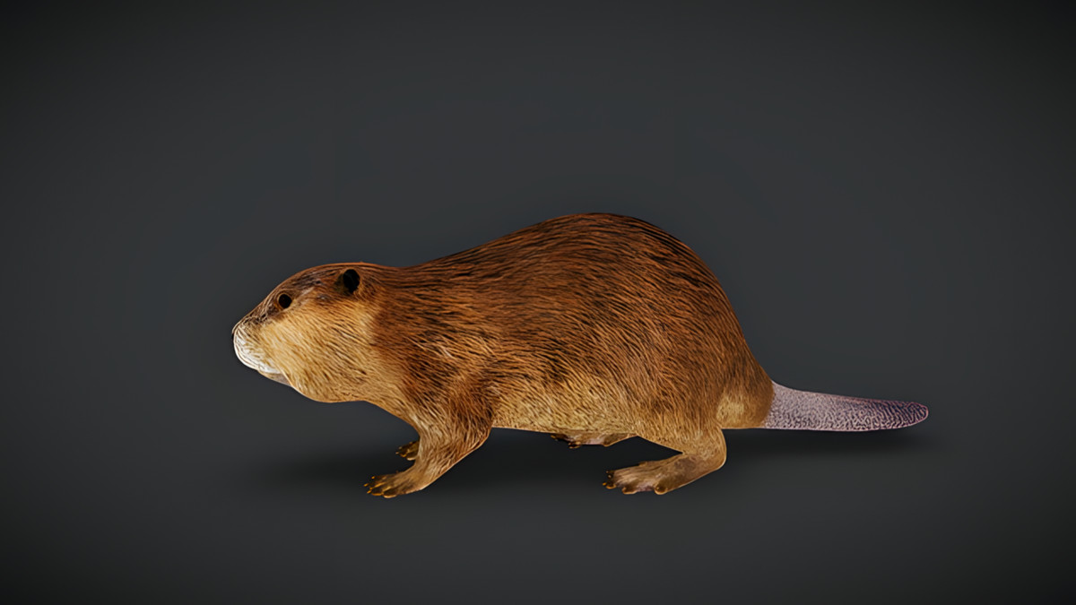 WILDPOLY - Animated Animals – Realistic Pack