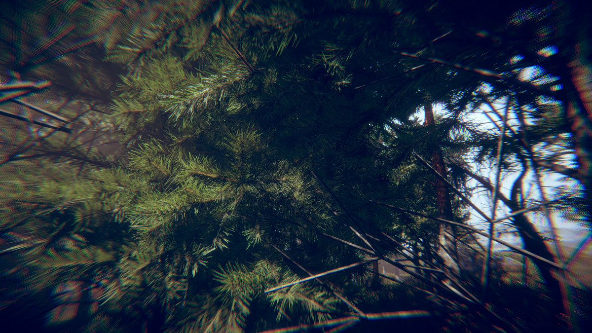 Conifer.Forest