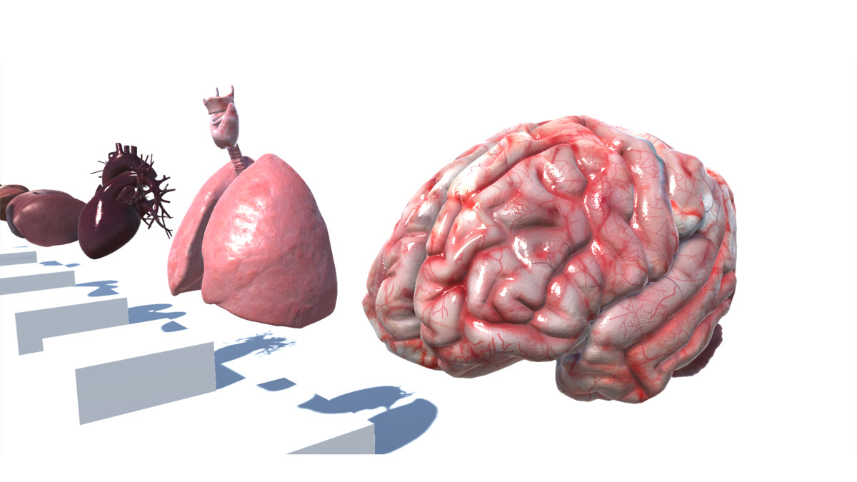Realistic Human Organs