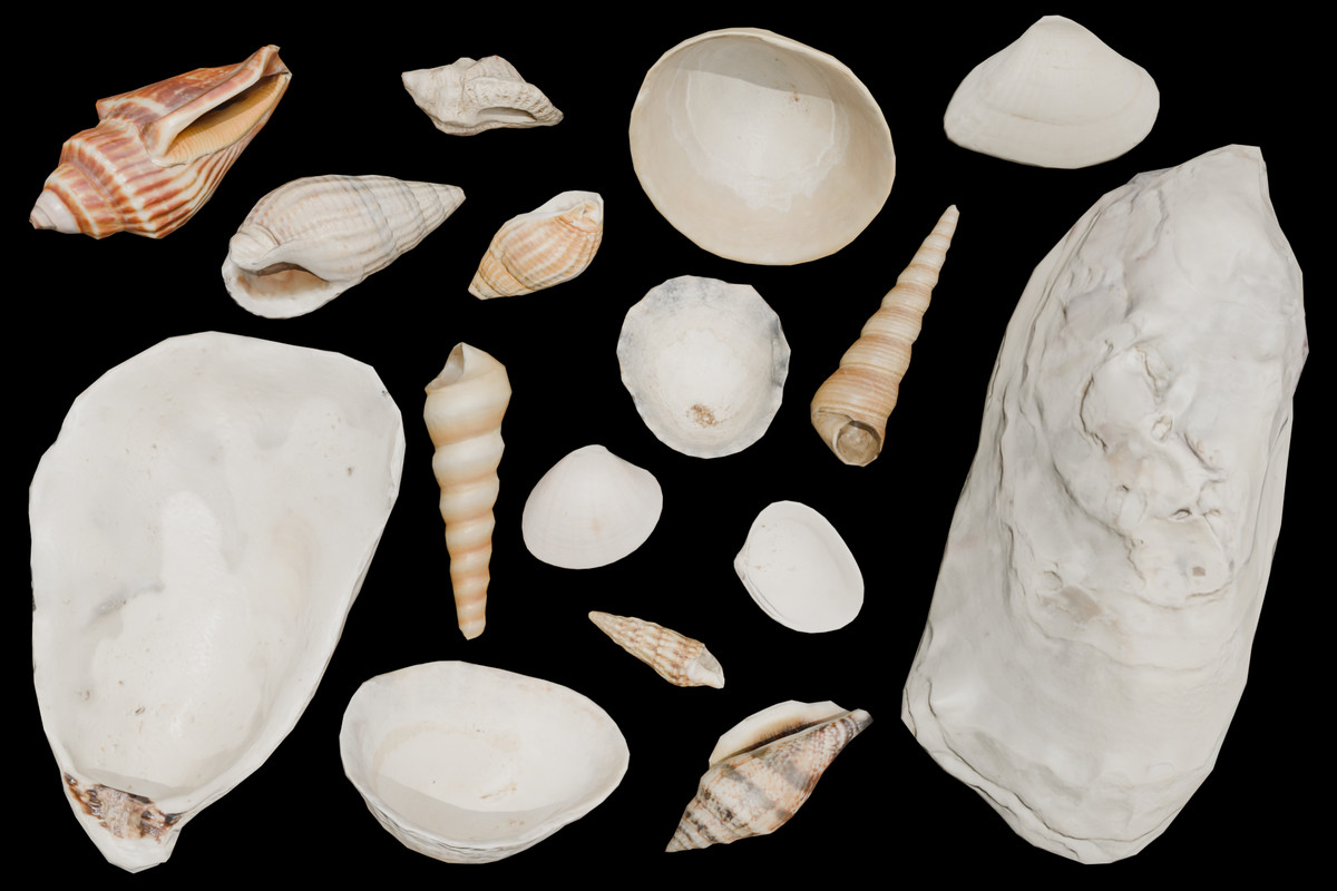 48 SeaShells Bundle